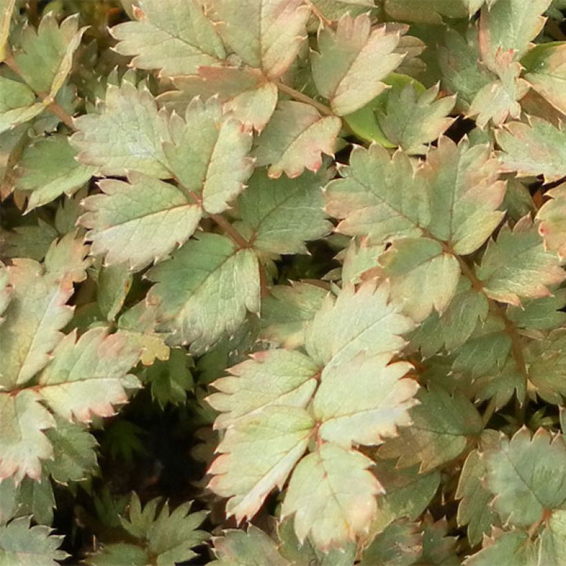 Acaena hybride Blue Haze - Lampourde (Foliage)