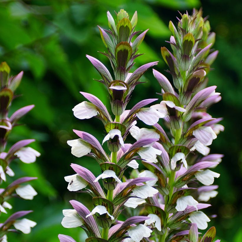 Acanthe hybride Morning Candle (Flowering)
