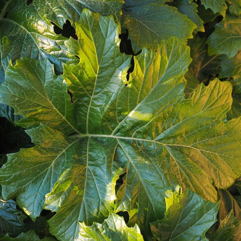 Acanthe hybride Morning Candle (Foliage)