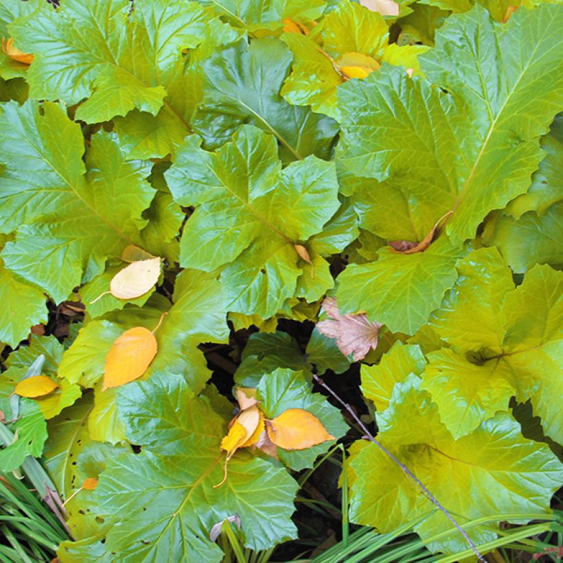 Acanthus mollis Hollards Gold - Acanthe dorée (Foliage)