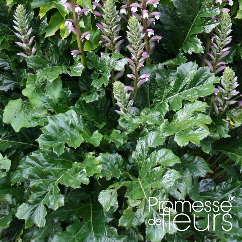 Acanthe mollis Latifolius (Foliage)