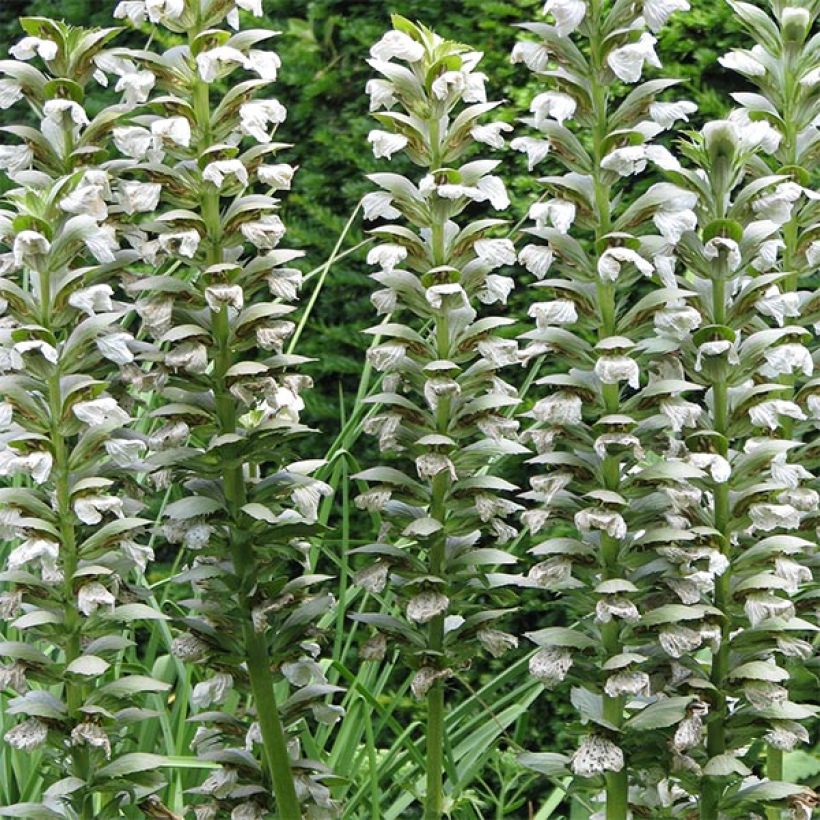 Acanthus mollis Rue Ledan (Jeff Albus) - Acanthe blanche (Flowering)