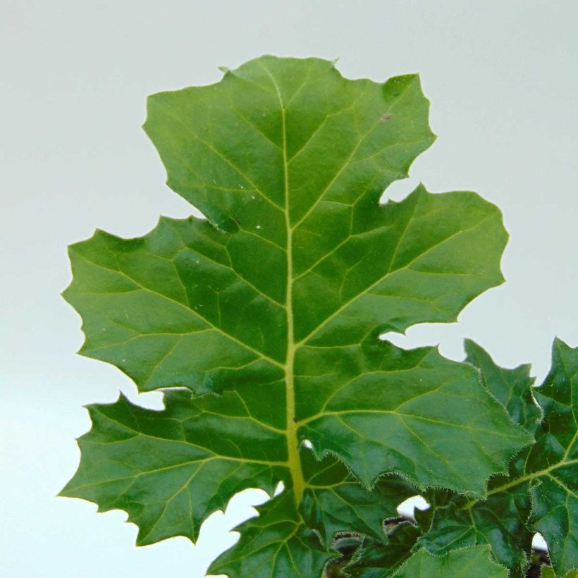 Acanthus mollis Rue Ledan (Jeff Albus) - Acanthe blanche (Foliage)