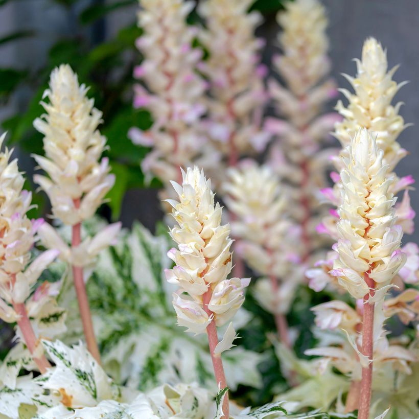Acanthus mollis Tasmanian Angel - Acanthe panachée (Flowering)