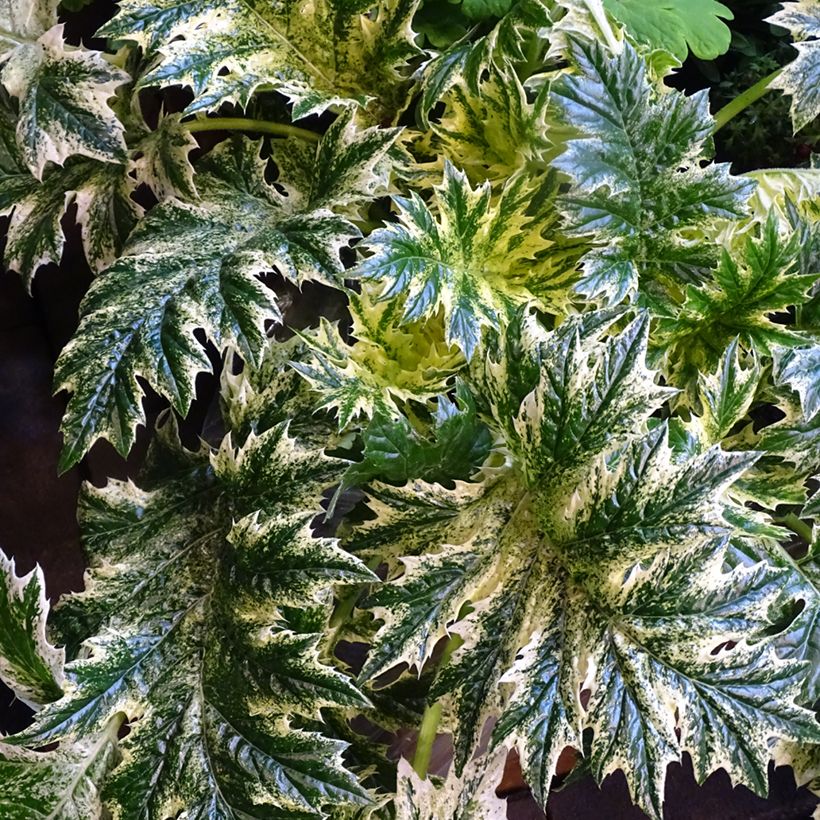 Acanthus Whitewater - Acanthe hybride panachée (Foliage)