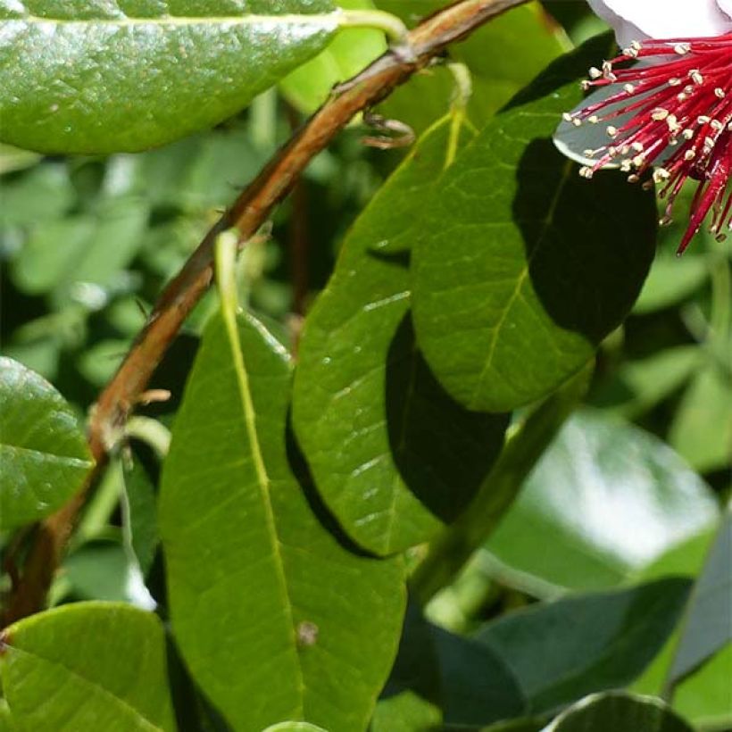 Acca sellowiana Coolidge  - Goyavier du Brésil autofertile (Foliage)