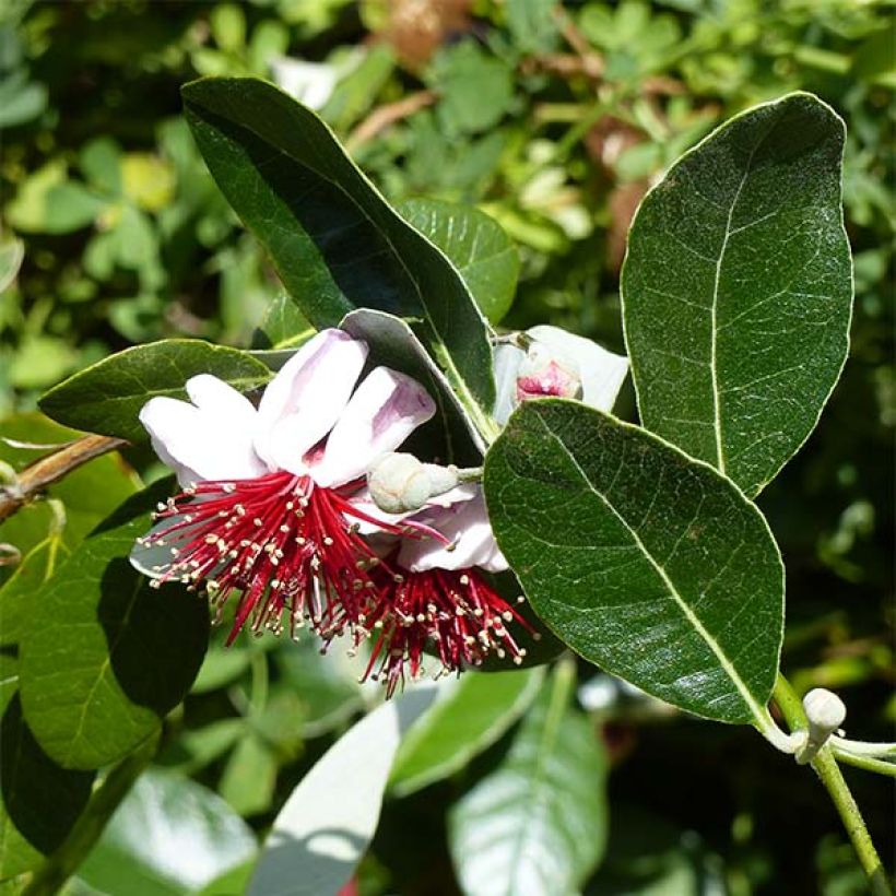 Acca sellowiana Coolidge  - Goyavier du Brésil autofertile (Flowering)