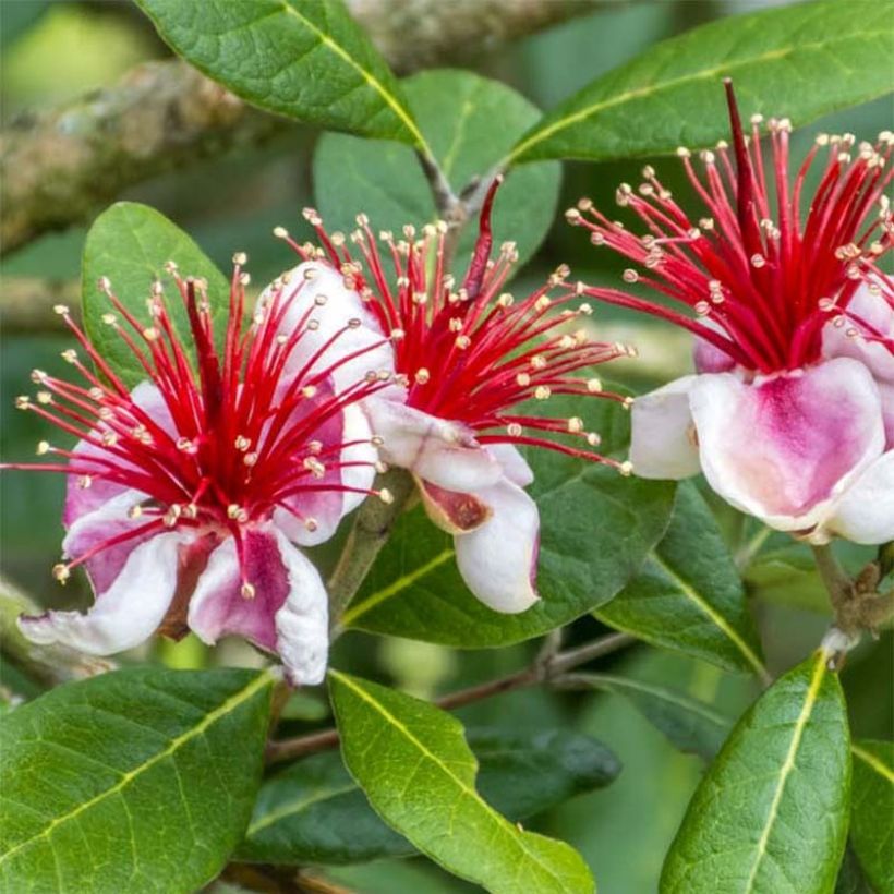 Acca sellowiana Gemini - Feijoa (Flowering)