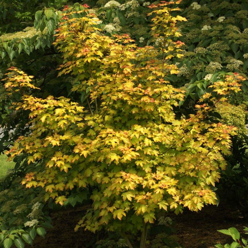 Erable hybride - Acer x orientalia Minorient (Plant habit)