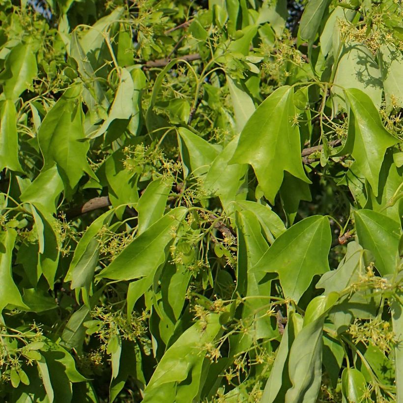 Acer buergerianum - Erable de Buerger (Foliage)