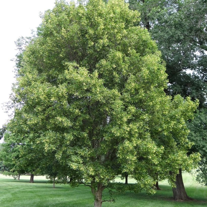 Acer buergerianum - Erable de Buerger (Plant habit)