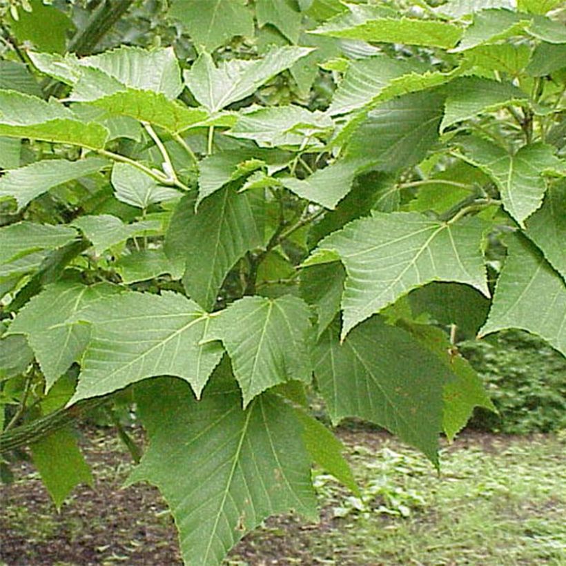 Erable à peau de serpent - Acer capillipes (Foliage)
