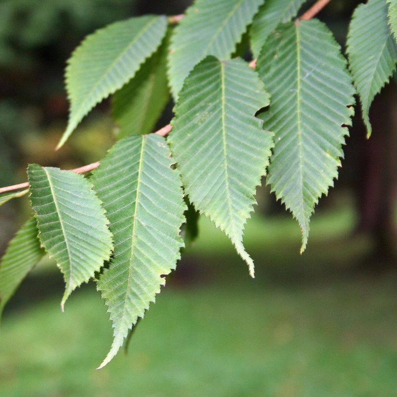 Erable à feuilles de charme - Acer carpinifolium (Foliage)