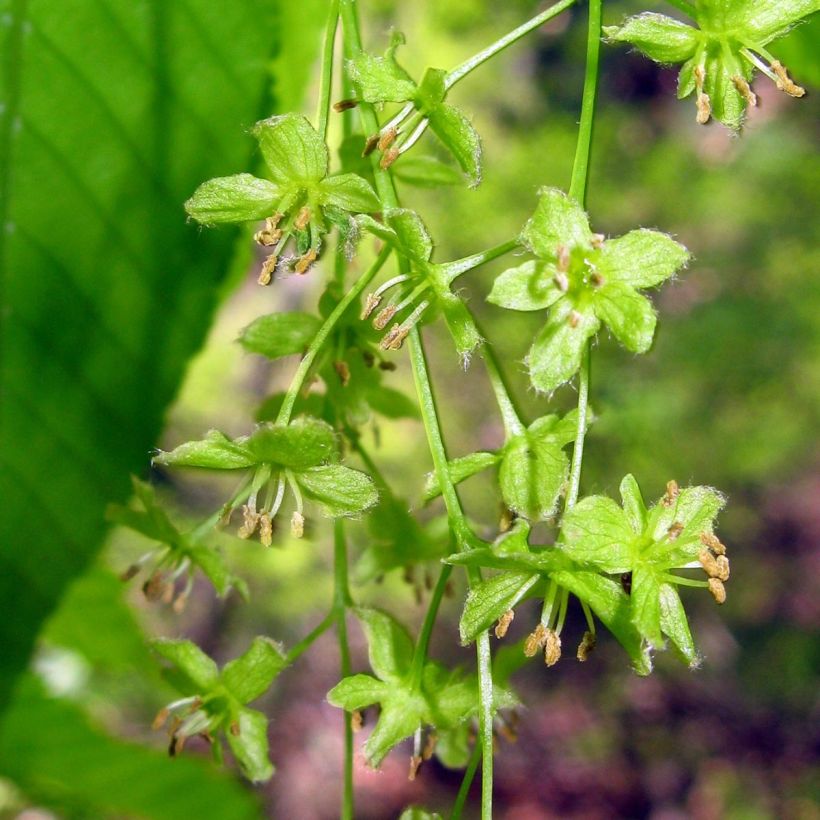 Erable à feuilles de charme - Acer carpinifolium (Flowering)