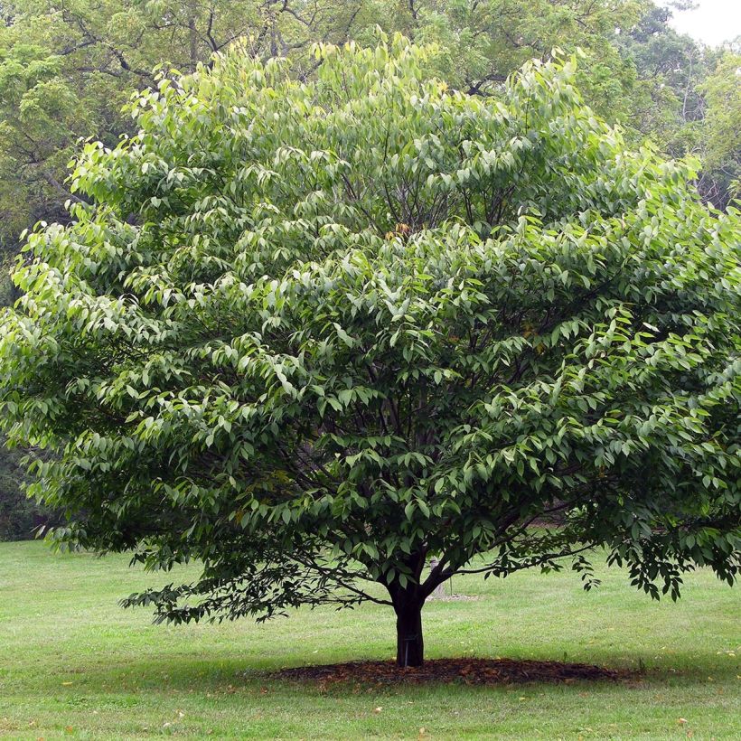 Erable à feuilles de charme - Acer carpinifolium (Plant habit)