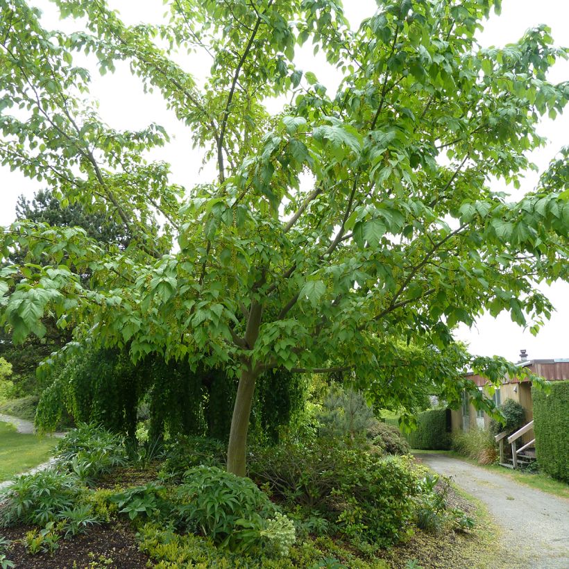 Acer conspicuum Silver Vein - Erable à peau de serpent (Plant habit)