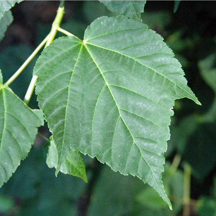Acer davidii - Érable à peau de serpent (Foliage)