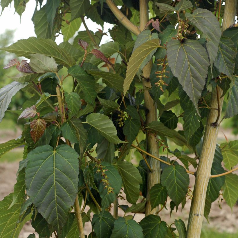 Acer davidii Viper - Érable de David (Foliage)