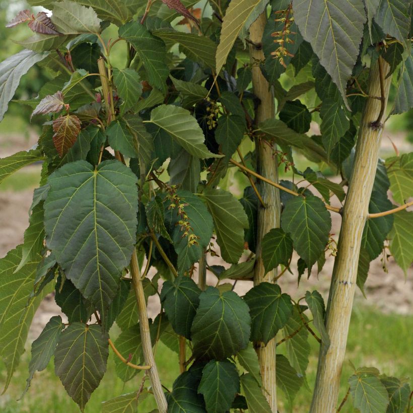 Acer davidii Viper - Érable de David (Plant habit)