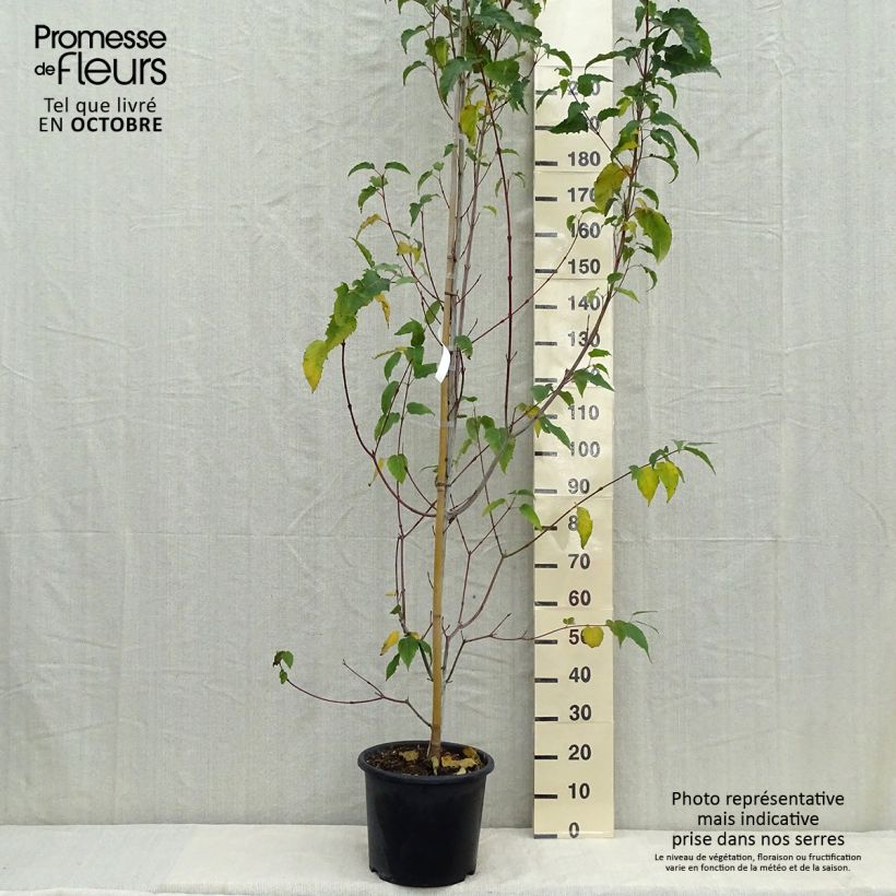 Example of Acer davidii Viper - Érable de David Pot de 12L/15L as you get in automne