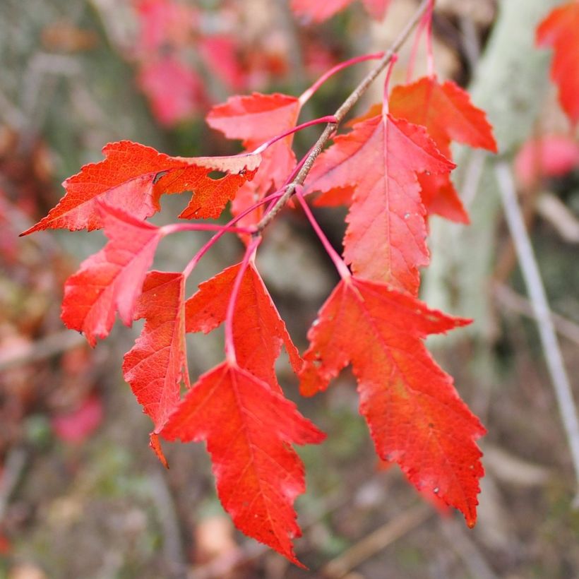 Érable du fleuve Amour - Acer ginnala (Foliage)