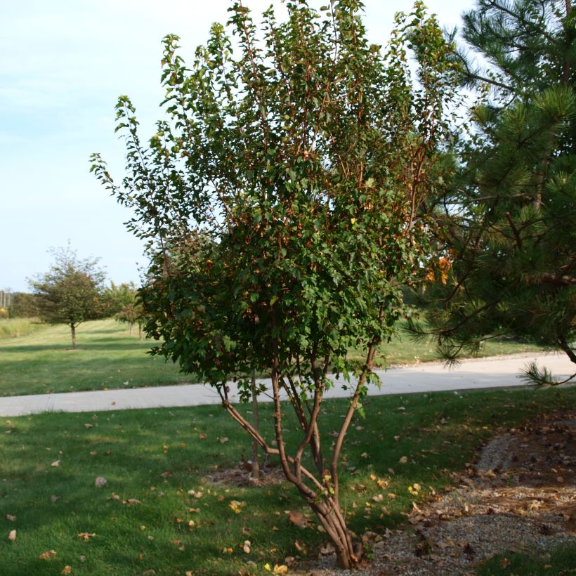 Érable du fleuve Amour - Acer ginnala (Plant habit)