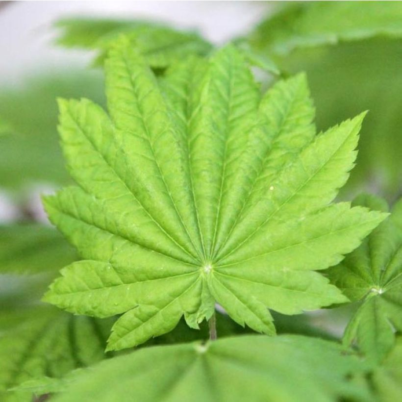 Érable du Japon - Acer japonicum Vitifolium (Foliage)