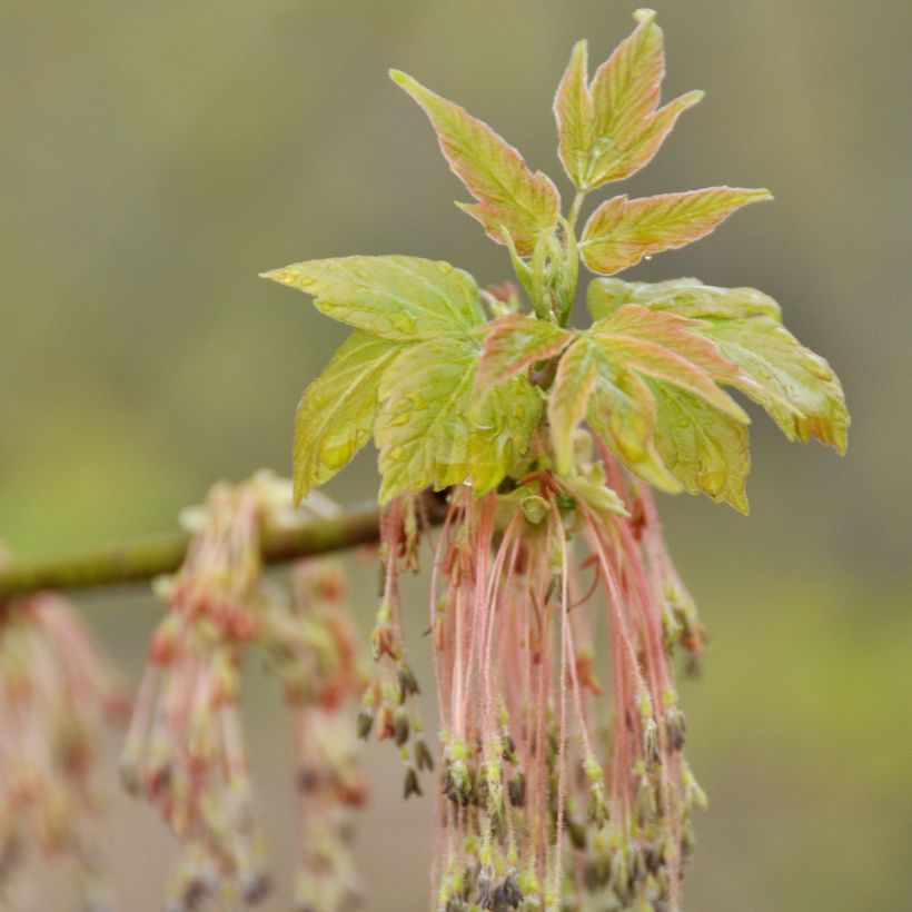 Érable à feuille de frêne - Acer negundo (Flowering)