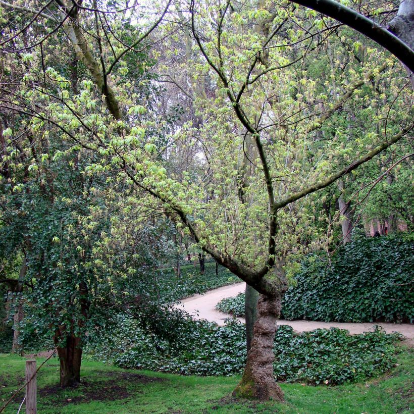Érable à feuille de frêne - Acer negundo (Plant habit)