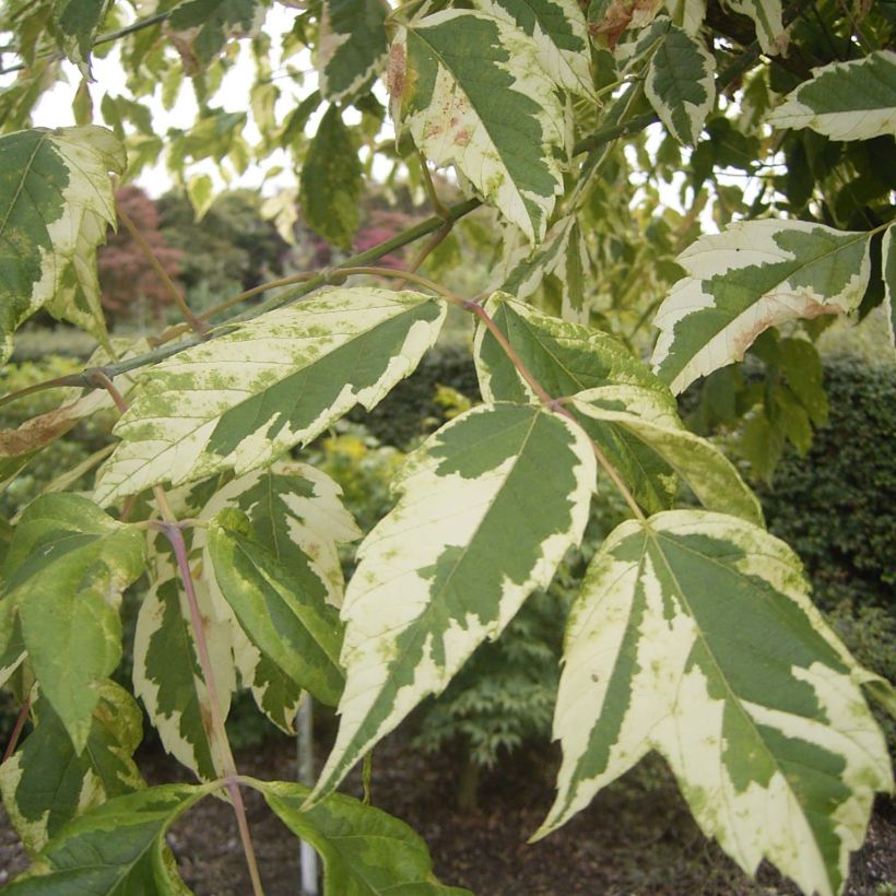 Acer negundo Aureomarginatum - Érable à feuille de frêne (Foliage)