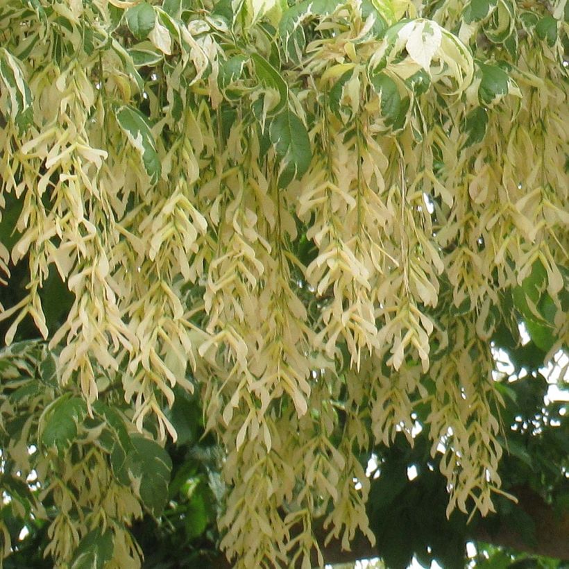 Acer negundo Aureomarginatum - Érable à feuille de frêne (Flowering)