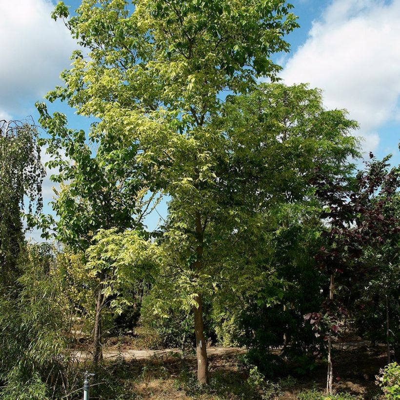 Érable à feuille de frêne panaché - Acer negundo Aureovariegatum (Plant habit)