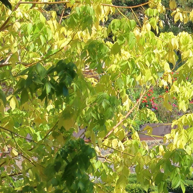 Érable à feuille de frêne doré - Acer negundo Kelly's Gold (Foliage)