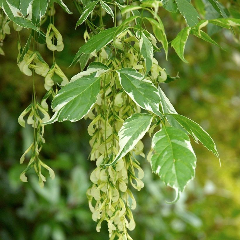 Acer negundo Variegatum - Érable à feuille de frêne panaché (Foliage)