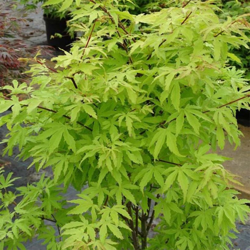Érable du Japon - Acer palmatum Anne Irene (Plant habit)