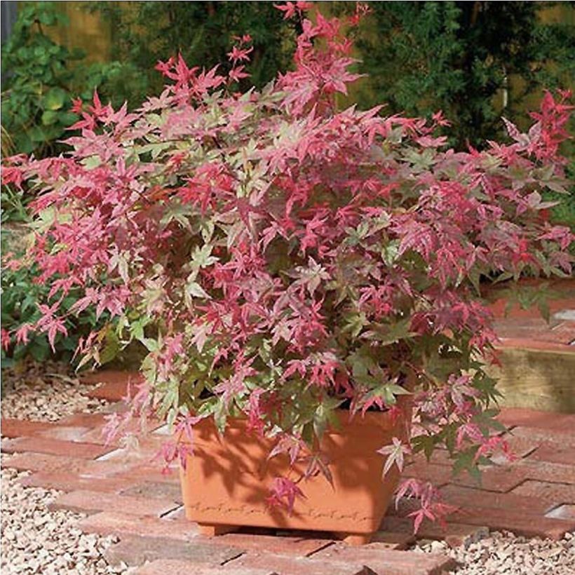 Érable du Japon Beni Maiko - Acer palmatum (Plant habit)