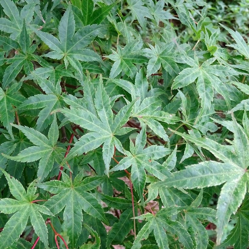 Érable du Japon - Acer palmatum Beni Tsukasa (Foliage)