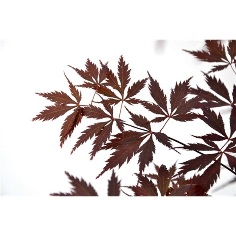 Érable du Japon Black Lace - Acer palmatum (Foliage)