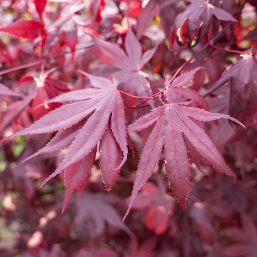 Érable du Japon - Acer palmatum Bloodgood (Foliage)