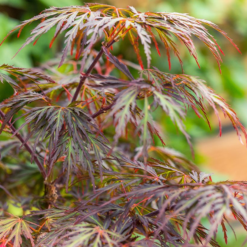 Erable du Japon - Acer palmatum Ornatum (Foliage)