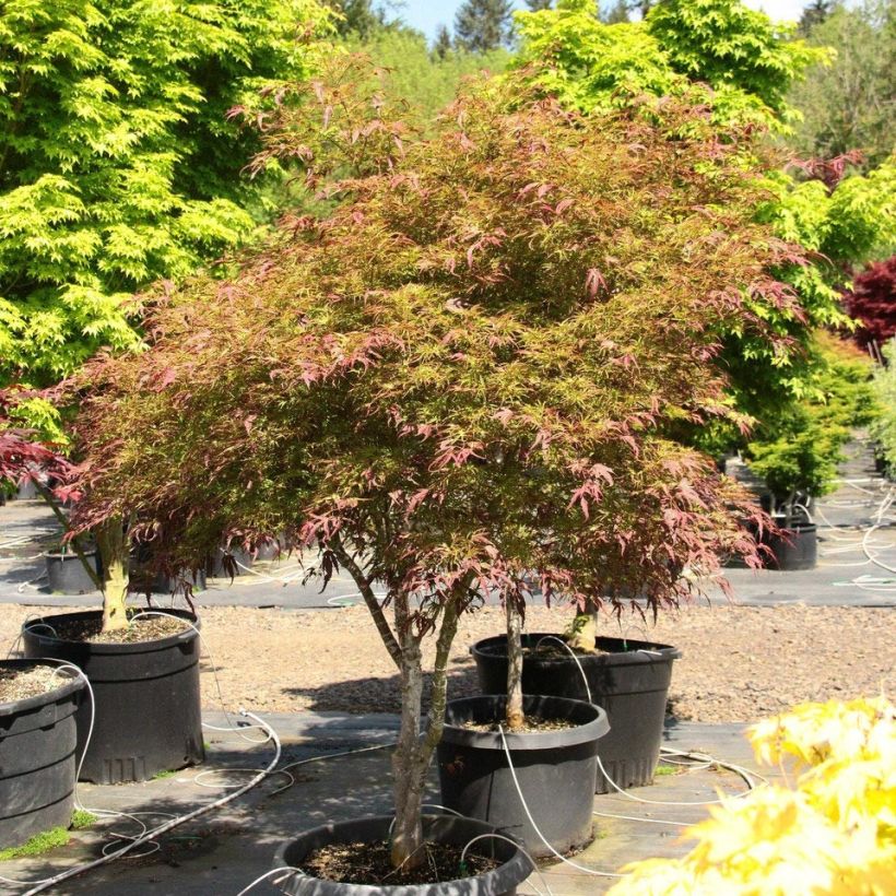 Érable du Japon Manyo-No-Sato - Acer palmatum (Plant habit)