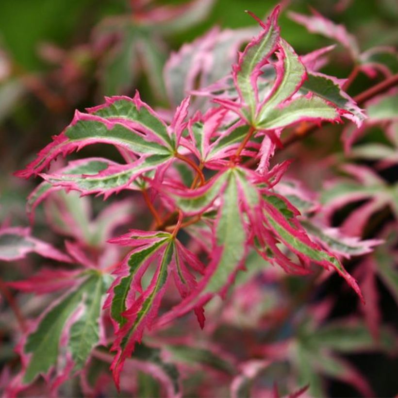 Érable du Japon - Acer palmatum Marlo (Foliage)