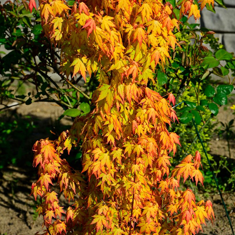 Acer palmatum Orange Dream (Plant habit)