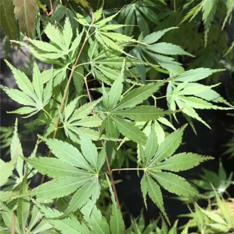 Érable du Japon - Acer palmatum Orange Flame (Foliage)
