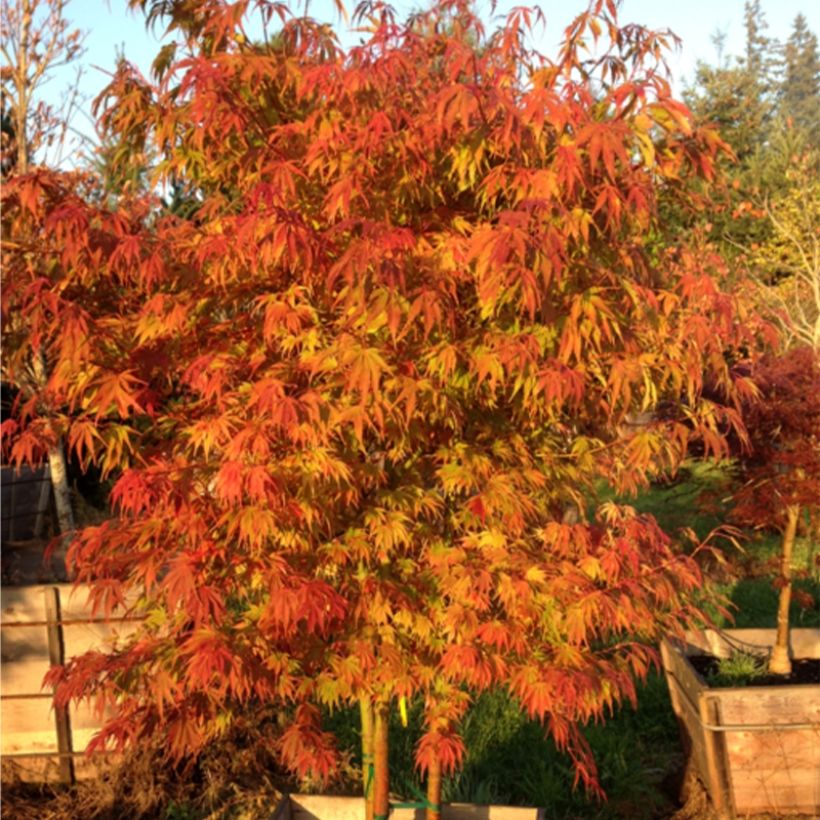 Érable du Japon - Acer palmatum Orange Flame (Plant habit)