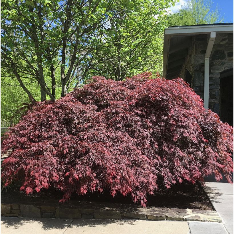 Érable du Japon - Acer palmatum Peve Dave (Plant habit)