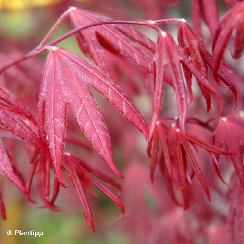 Érable du Japon - Acer palmatum Peve Starfish (Foliage)