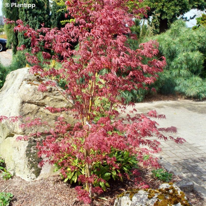 Érable du Japon - Acer palmatum Peve Starfish (Plant habit)
