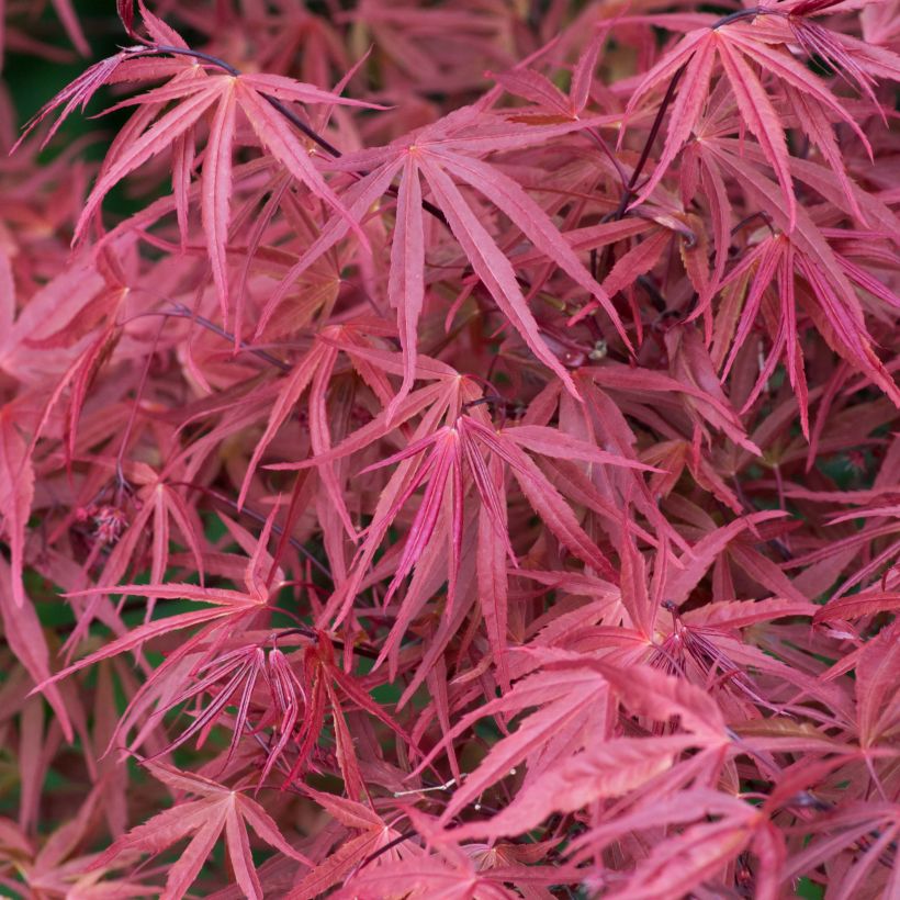 Erable du Japon - Acer palmatum Red Pygmy (Foliage)