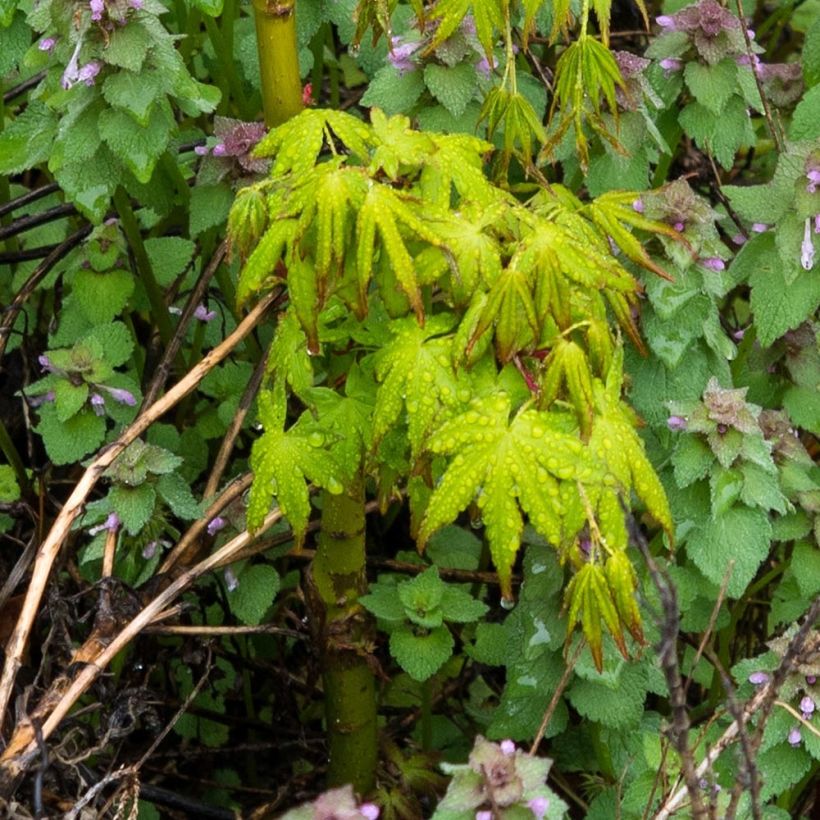 Érable du Japon - Acer palmatum Ryusen (Foliage)